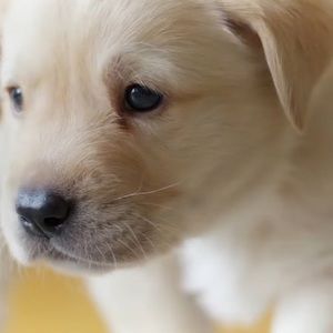 Meet your Posher, Zenobia